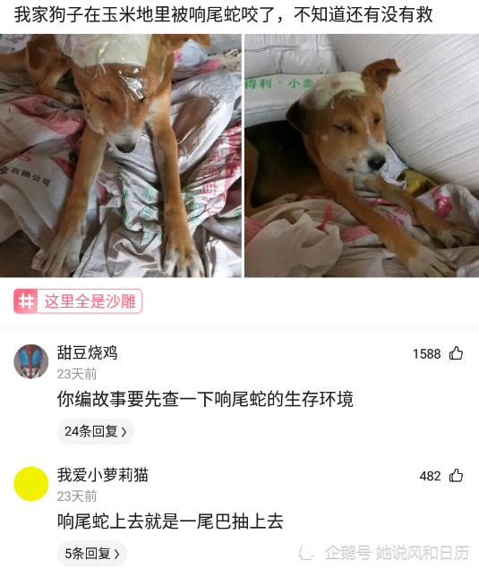 十万火急猜一生肖揭晓，生肖马的速度与决断力揭秘