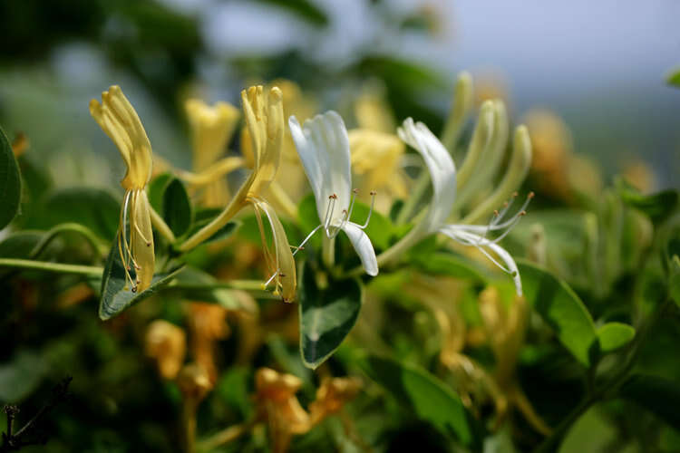 金银花与生肖传奇，探寻金银花打一生肖的奥秘