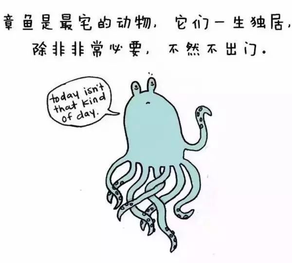 生肖猪的奉献之美，无私与奉献的生肖猪探讨