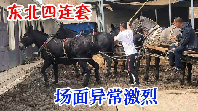 大爷驴车奇遇记，骆驼意外之力与驴的冤屈之旅